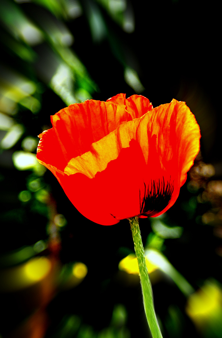 DIE ZEIT DER MOHNBLUMEN