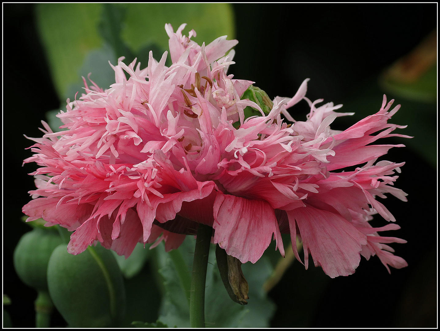 die Zeit der Mohnblumen ist vorüber