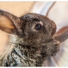 Die Zeit der Osterhasen wird bald kommen...