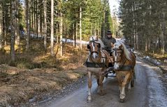 Die Zeit der Pferdeschlittenfahrten ist wieder vorbei...