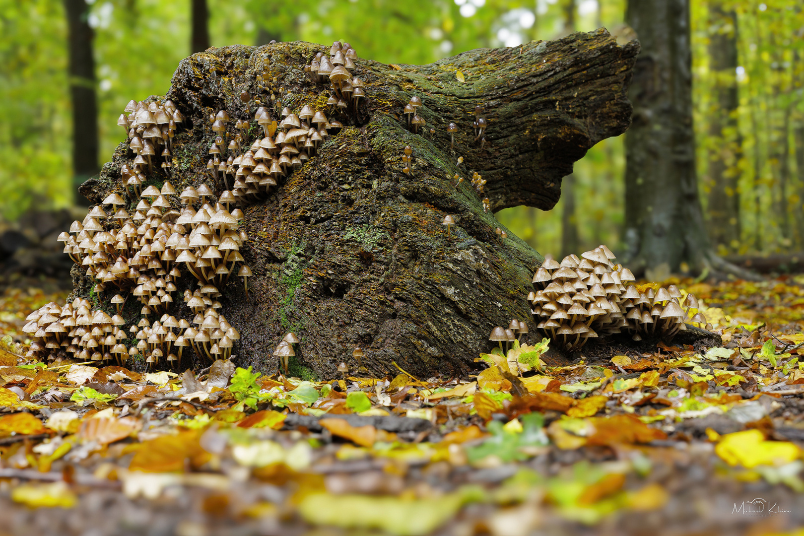 Die Zeit der Pilze