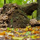 Die Zeit der Pilze