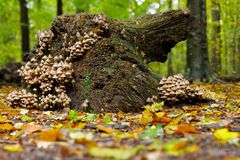 Die Zeit der Pilze