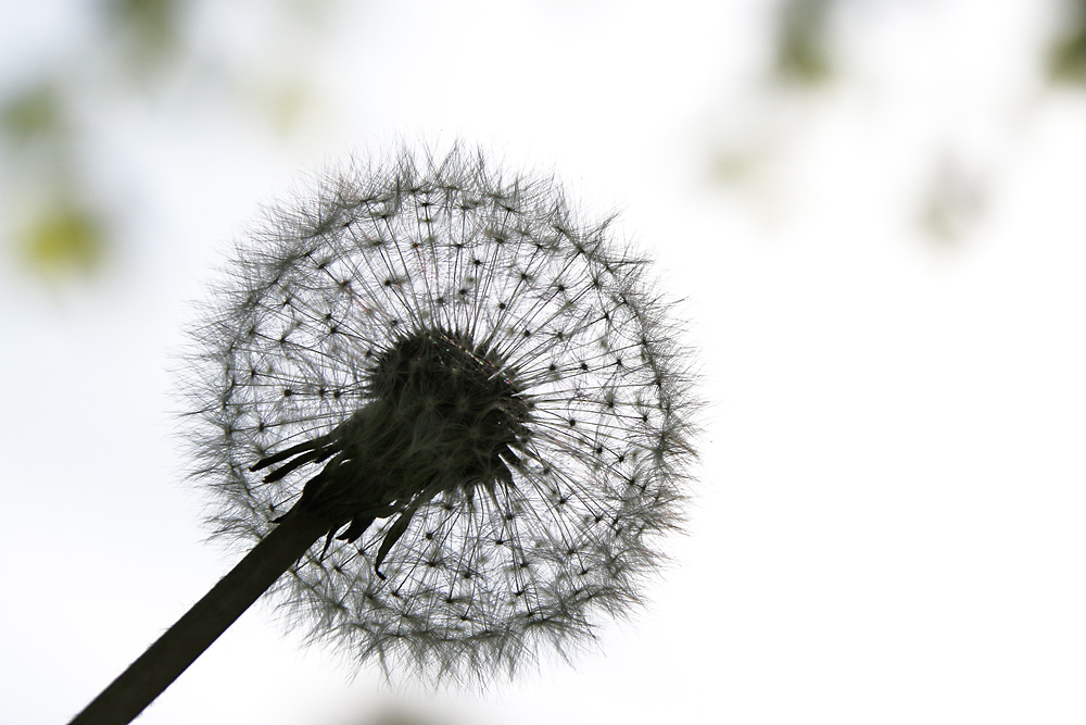 die Zeit der Pusteblume ist gekommen