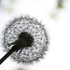 die Zeit der Pusteblume ist gekommen