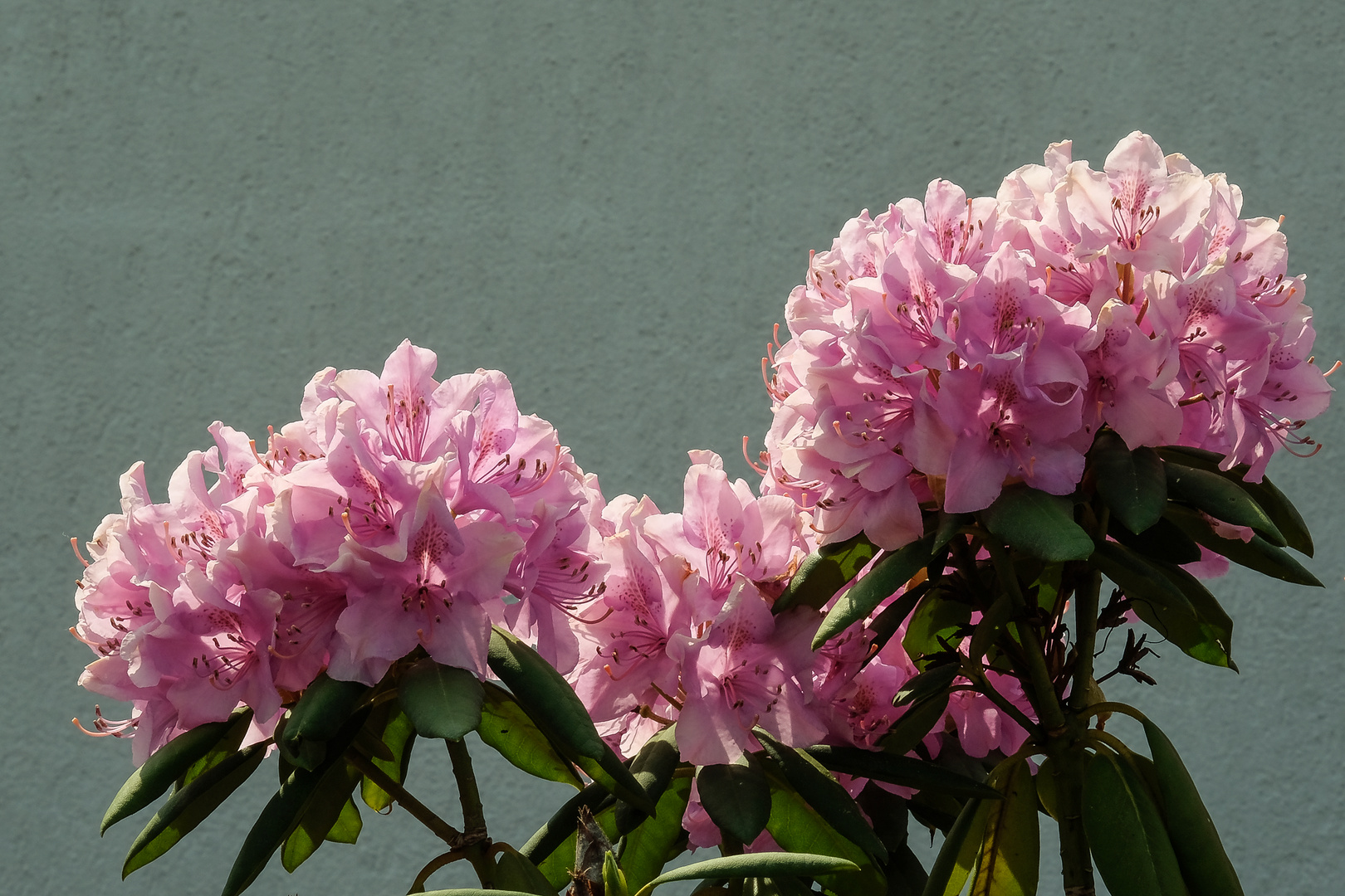 Die Zeit der Rhododendron-Blüten