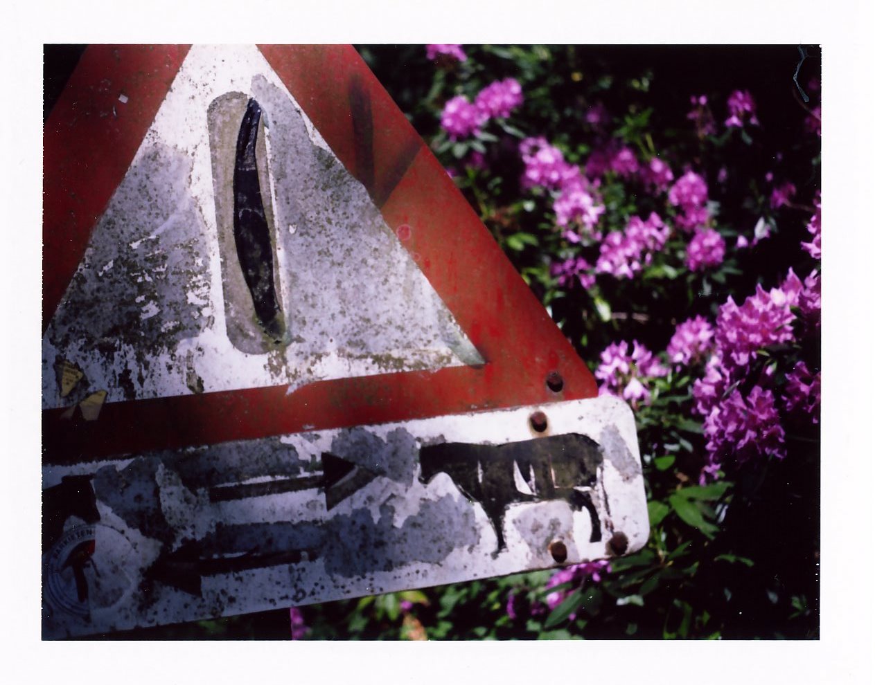 Die Zeit der Rhododendronblüte.