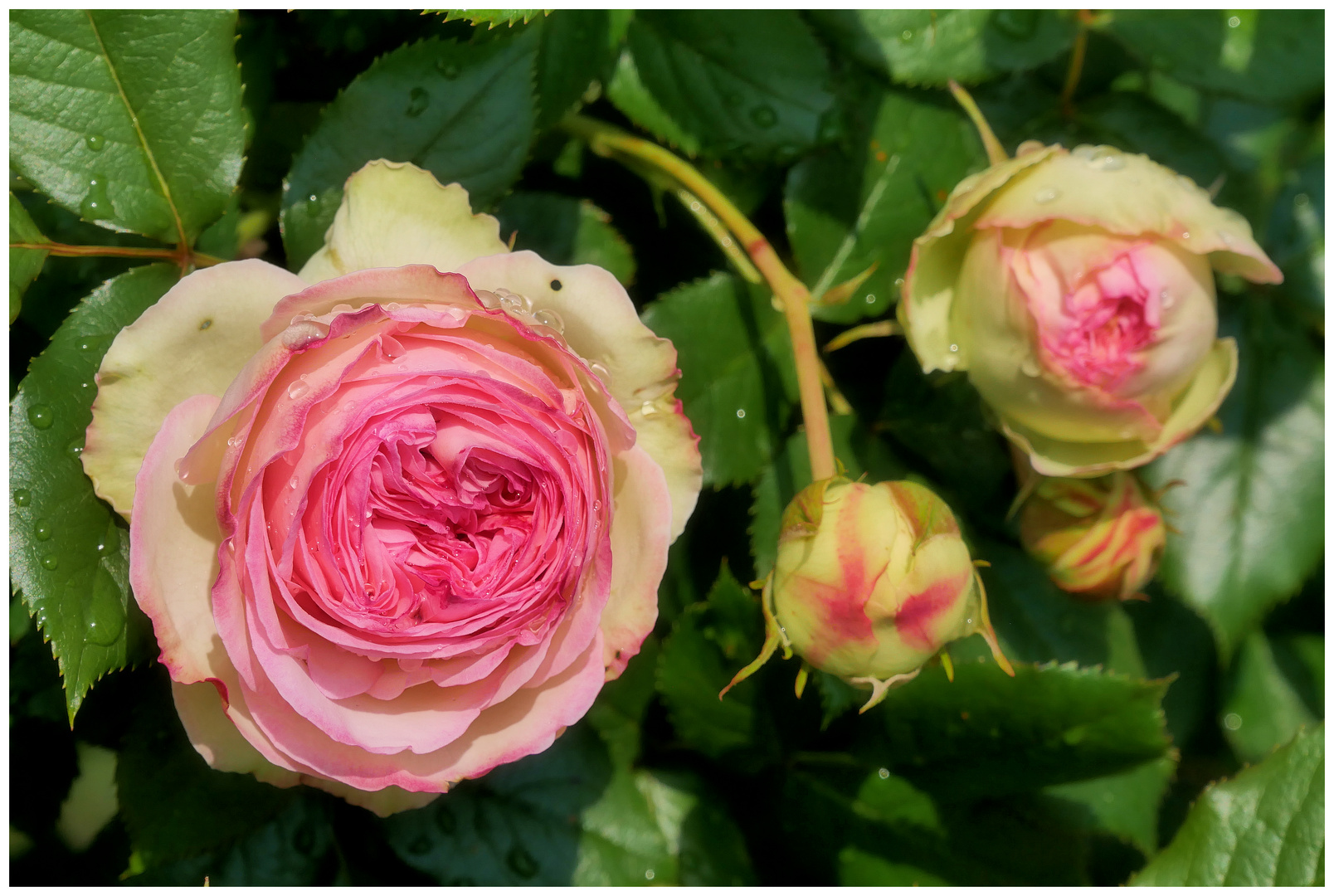 die Zeit der Rosen....