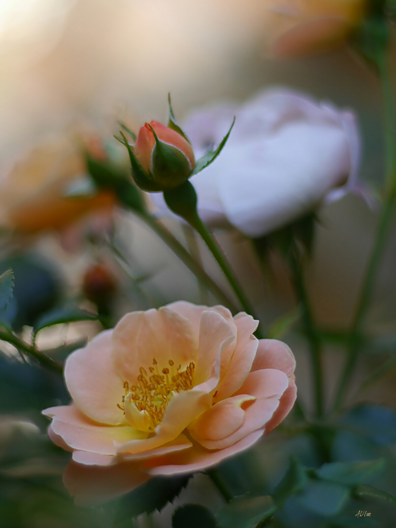 "Die Zeit der Rosen " 