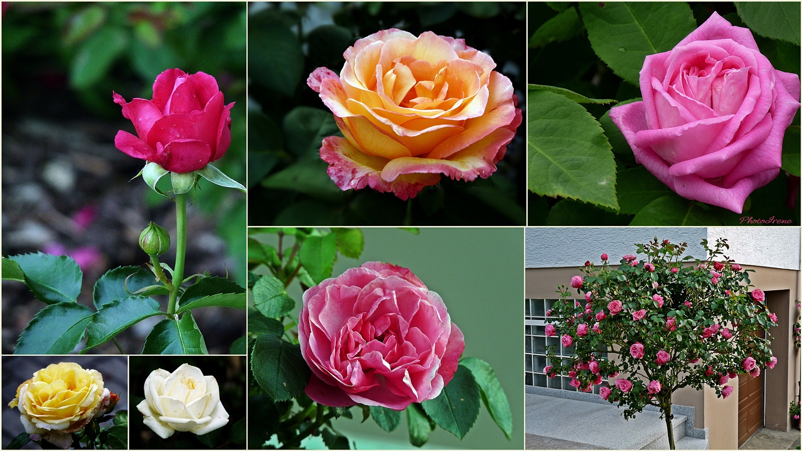 die Zeit der Rosen