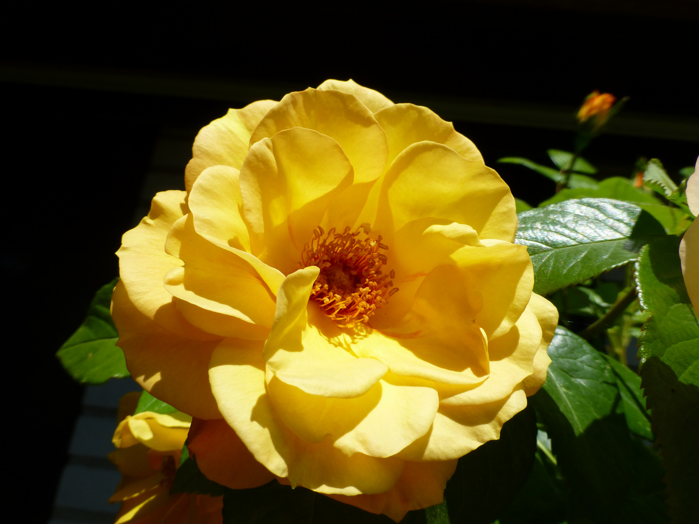 Die Zeit der Rosen  