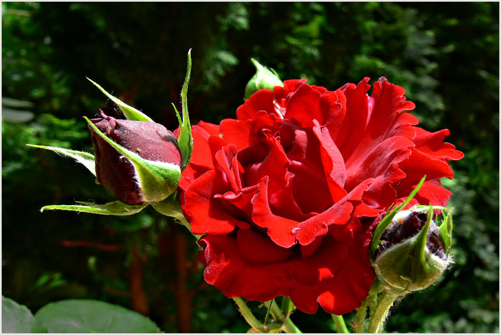 Die Zeit der Rosen