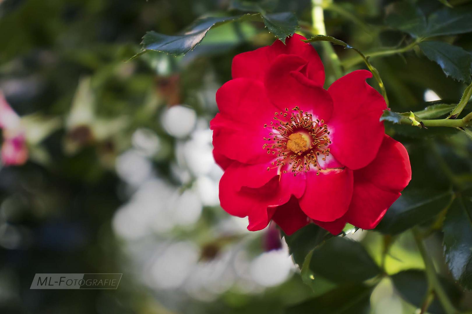 Die Zeit der Rosen