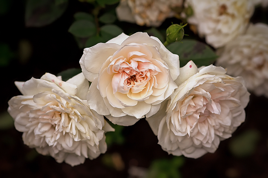 Die Zeit der Rosen...