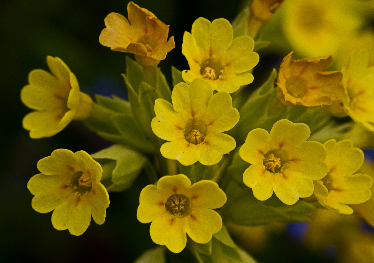 Die Zeit der Schlüselblumen.