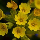 Die Zeit der Schlüselblumen.