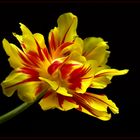 Die Zeit der schönen Tulpen ist nun leider vorbei - ( Stacking Bild )  