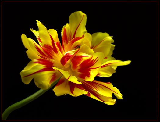 Die Zeit der schönen Tulpen ist nun leider vorbei - ( Stacking Bild )  