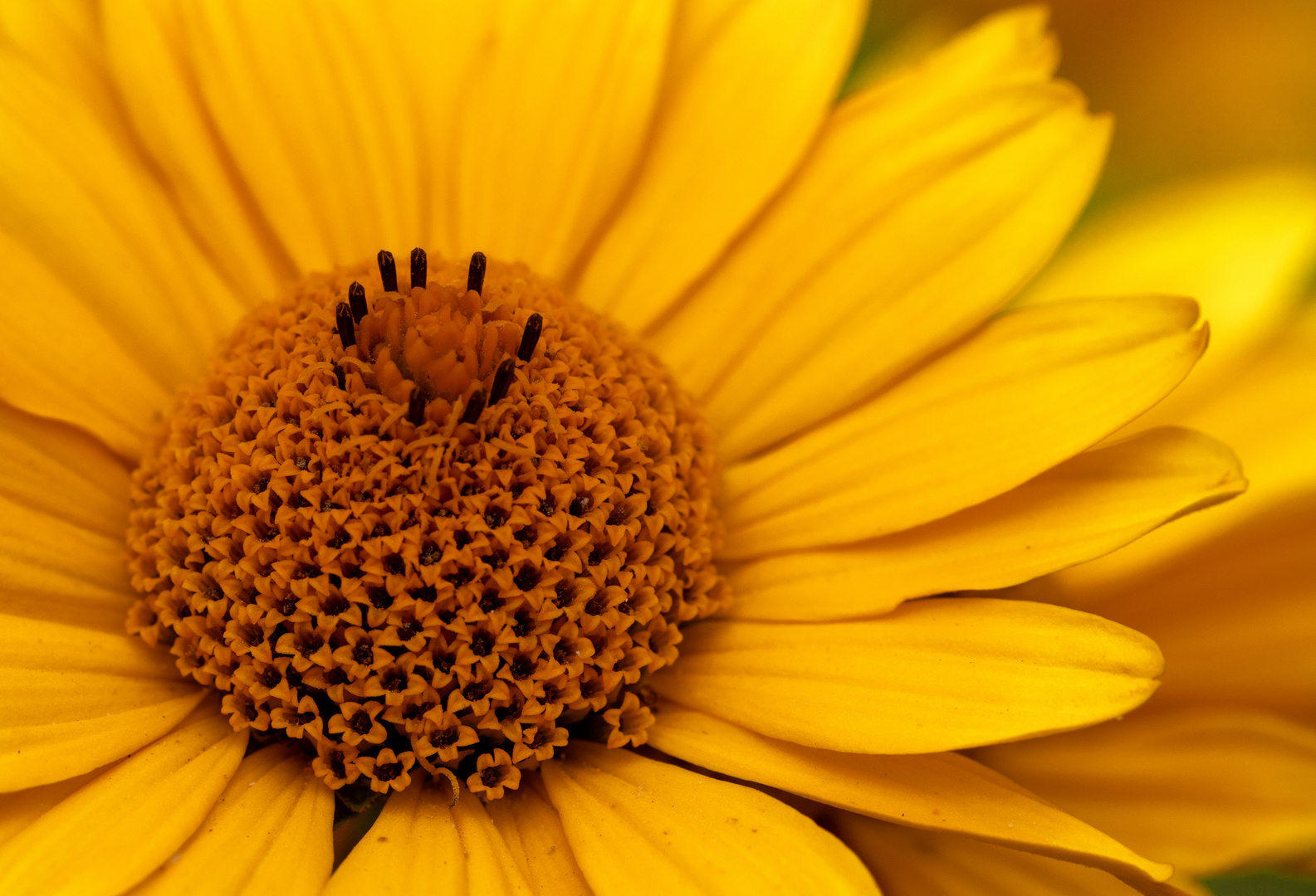 Die Zeit der Sommerblüher