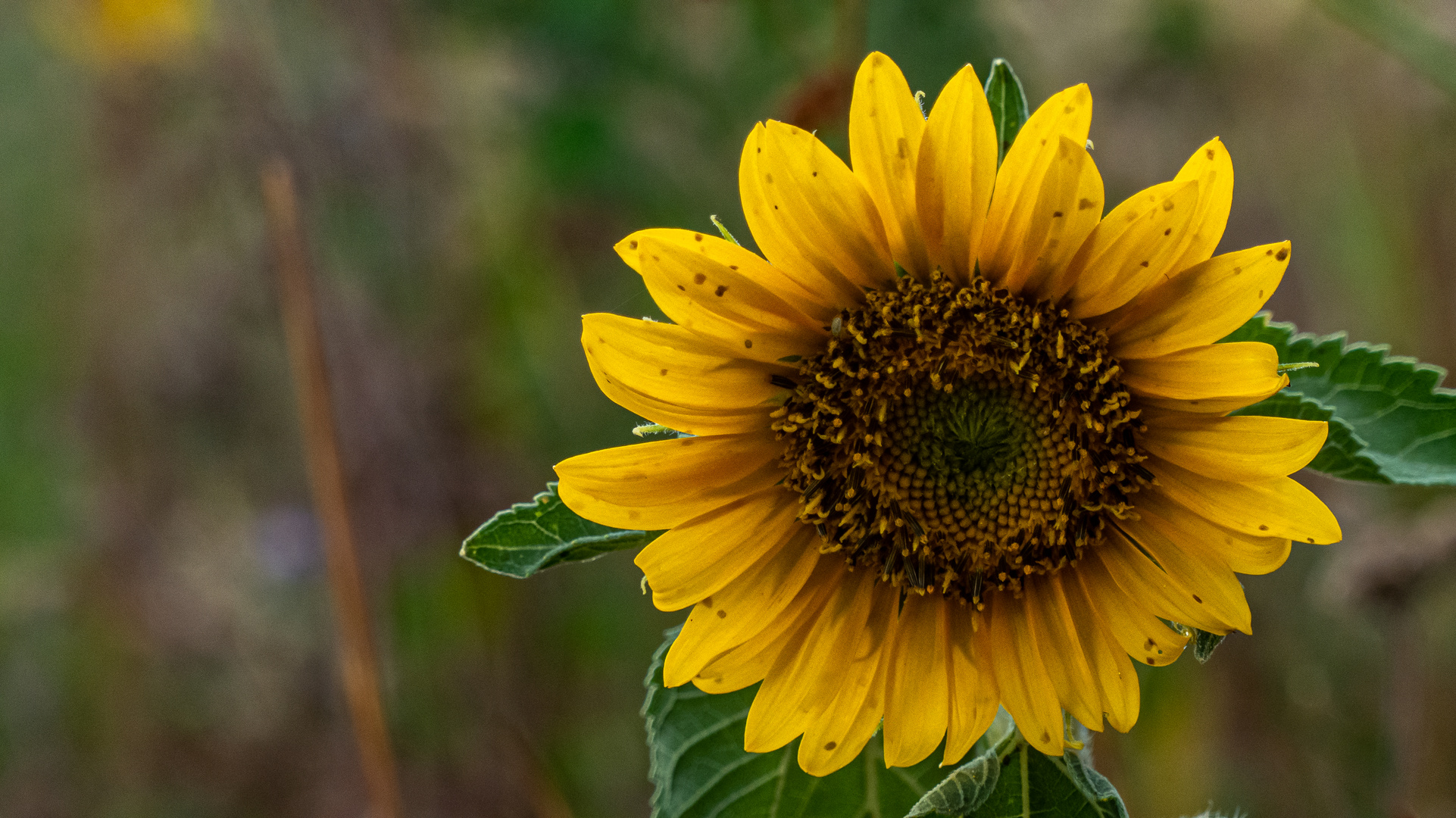 Die Zeit der Sonnenblumen