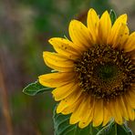 Die Zeit der Sonnenblumen