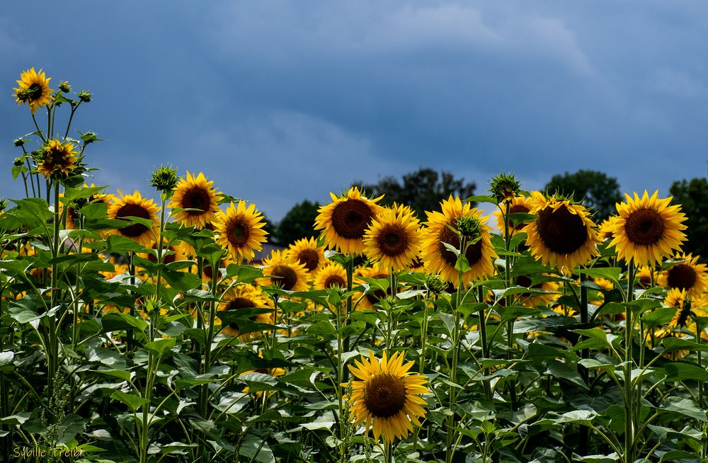Die Zeit der Sonnenblumen ist da Foto & Bild pflanzen, pilze
