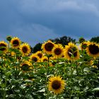 Die Zeit der Sonnenblumen ist da