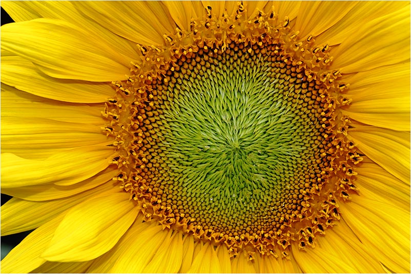 die Zeit der Sonnenblumen ist gekommen