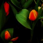 die Zeit der Tulpen