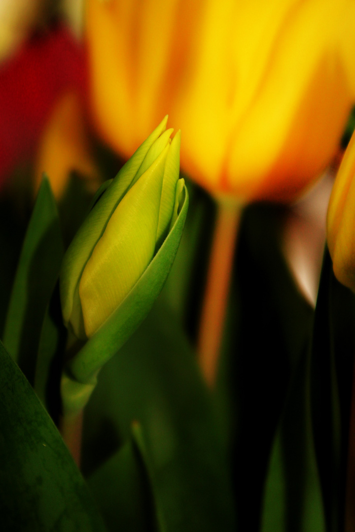 die Zeit der Tulpen