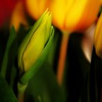 die Zeit der Tulpen