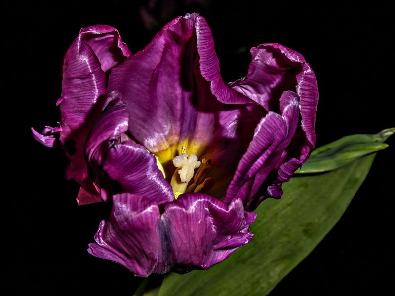 DIE ZEIT DER TULPEN...
