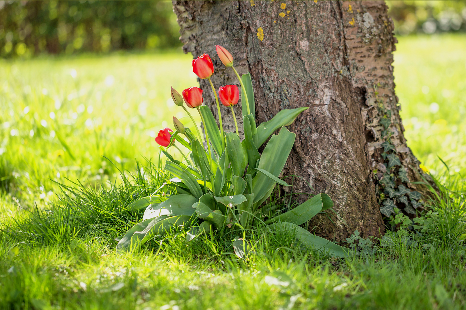 Die Zeit der Tulpen!