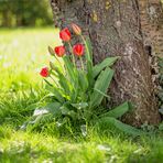 Die Zeit der Tulpen!