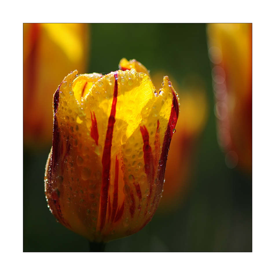 Die Zeit der Tulpen