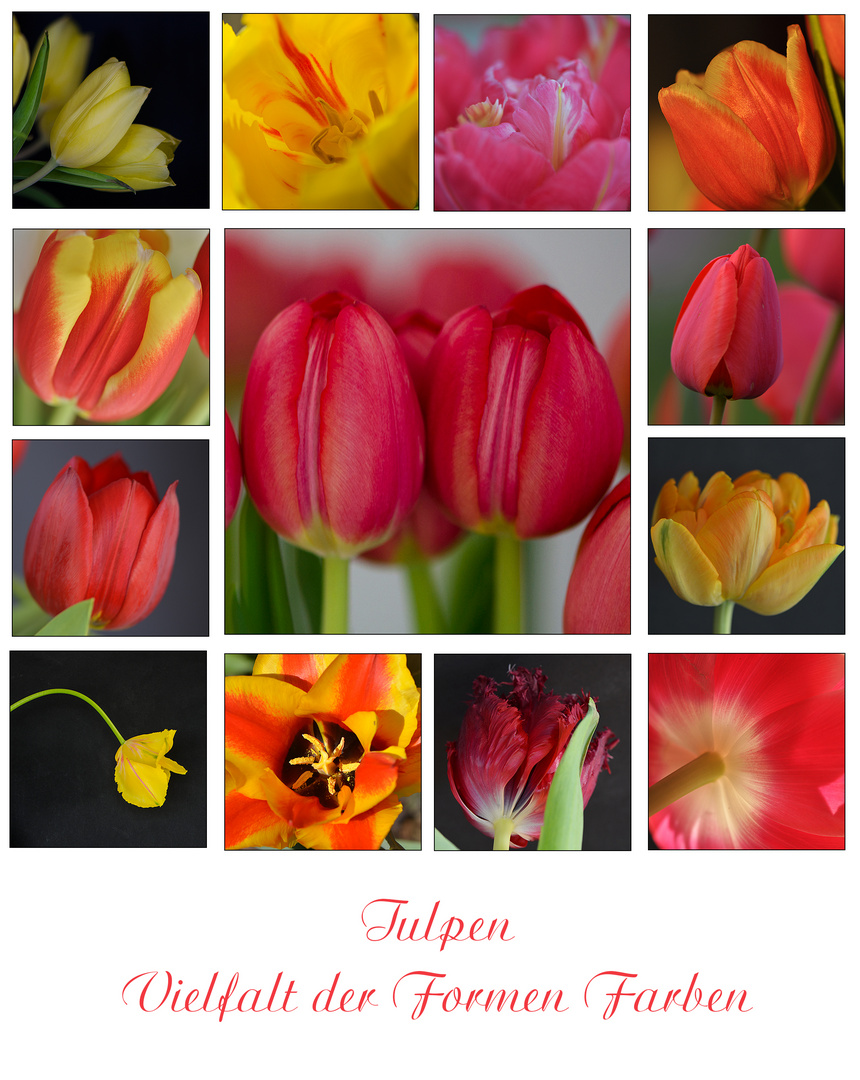 Die Zeit der Tulpen geht . . .