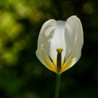 Die Zeit der Tulpen geht zu Ende