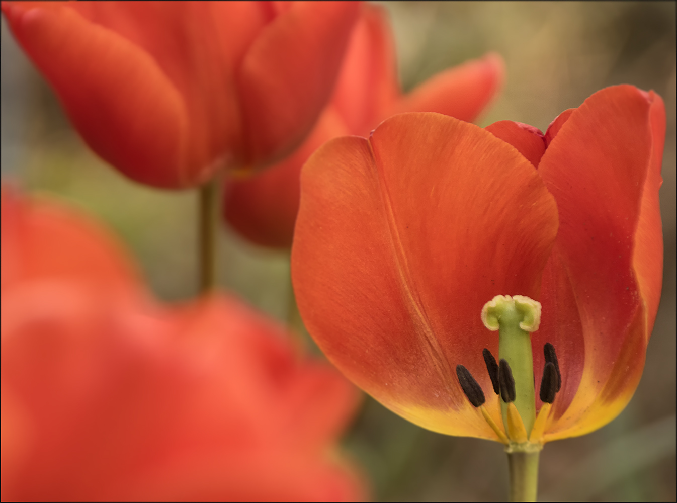 Die Zeit der Tulpen ist bald vorüber.