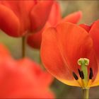 Die Zeit der Tulpen ist bald vorüber.