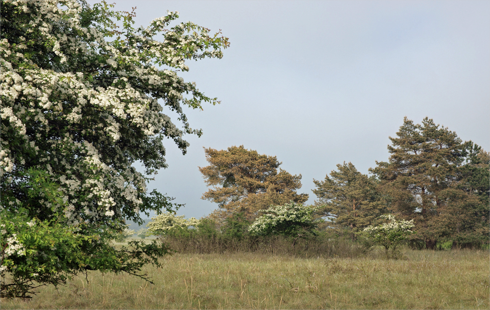 die zeit der weissdornblüte