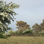 die zeit der weissdornblüte