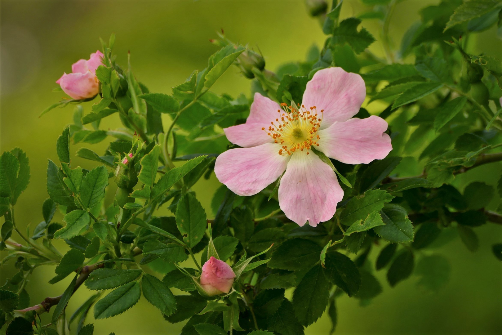 Die Zeit der wilden Heckenrosen