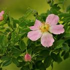 Die Zeit der wilden Heckenrosen