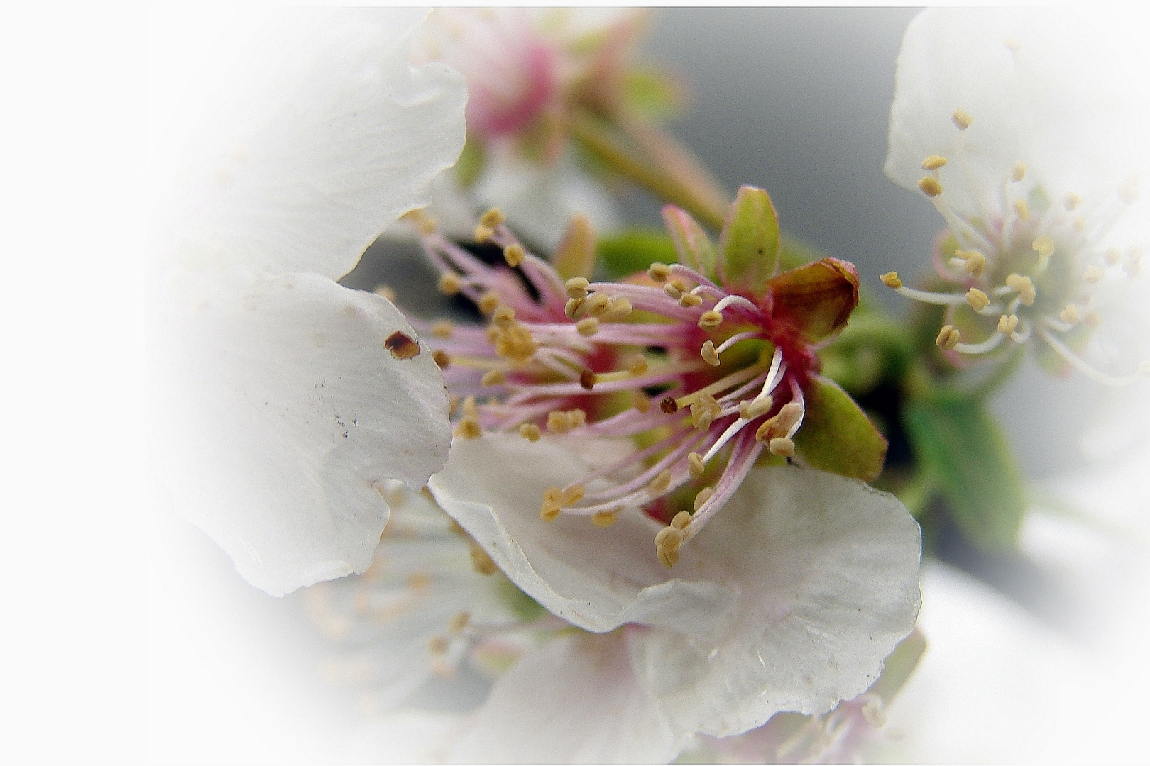 die Zeit der zarten Blüten