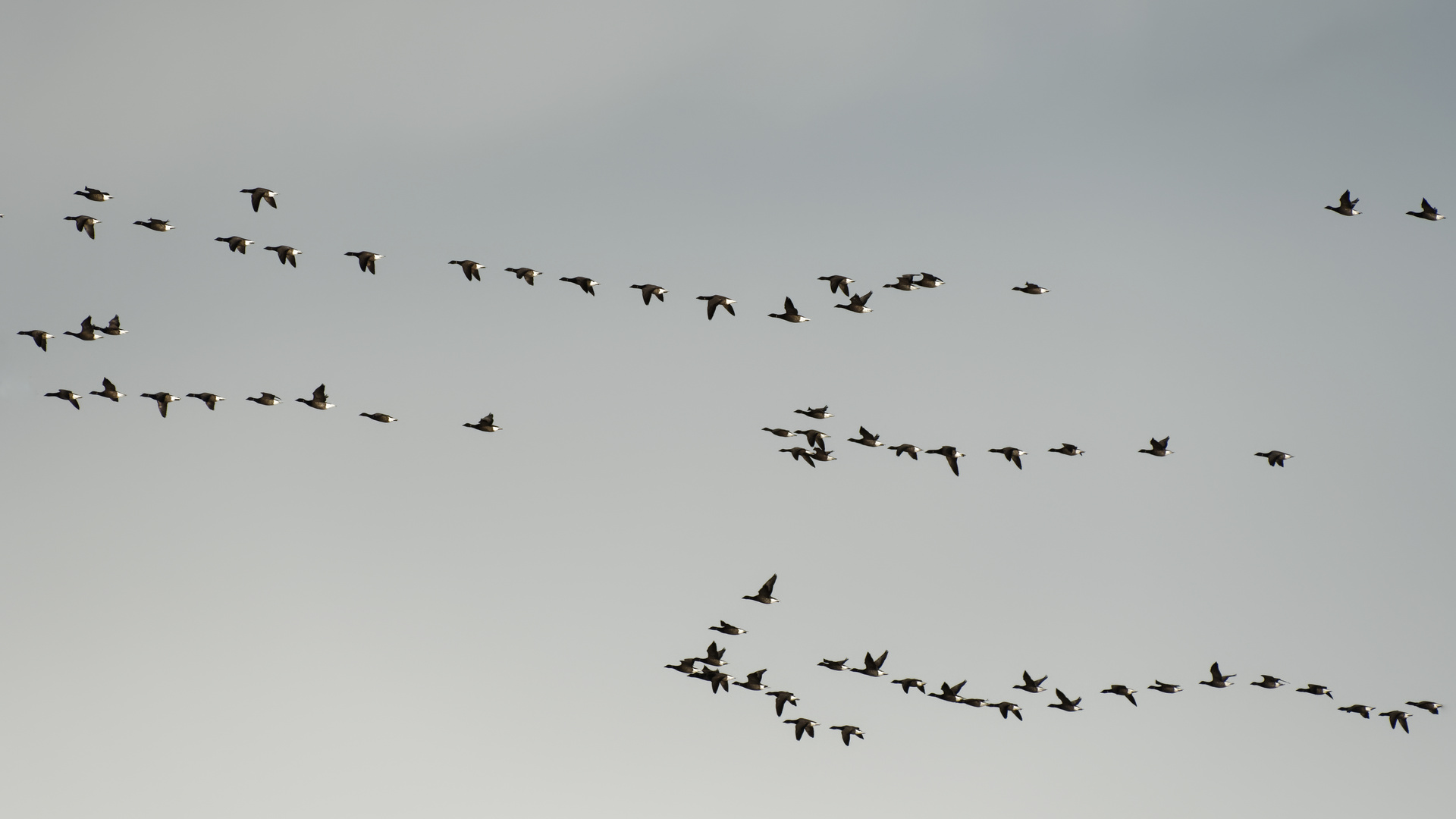 Die Zeit der Zugvögel