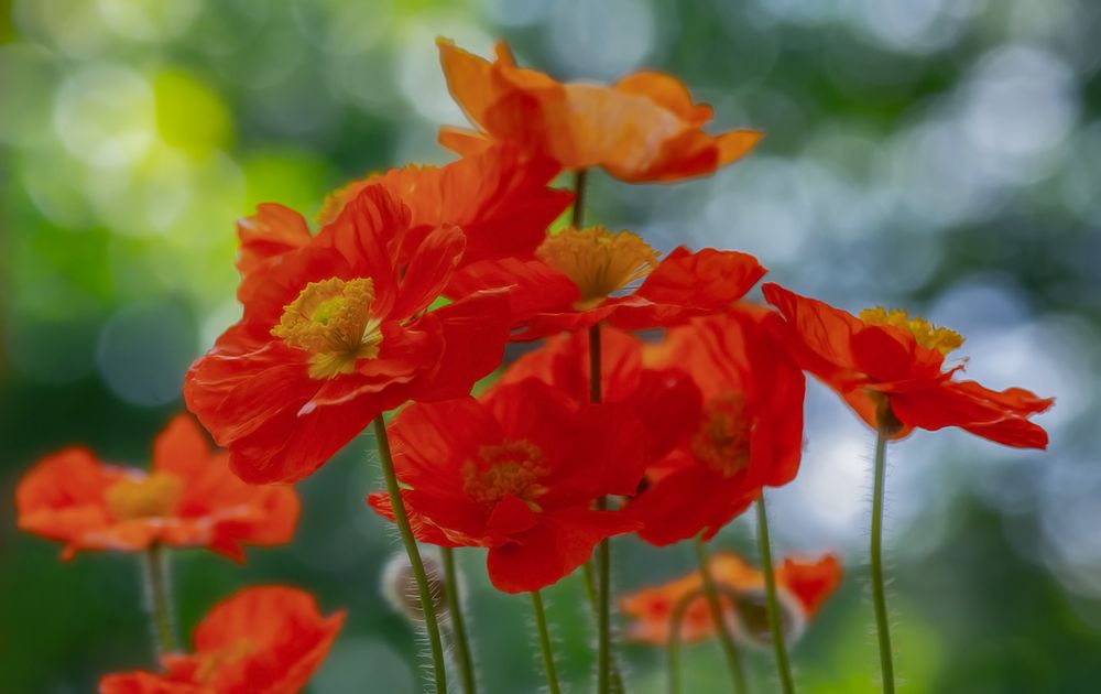 die zeit des blühenden mohns  