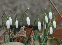 die Zeit des Dauerschnees ist zuende