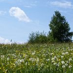 Die Zeit des Löwenzahns