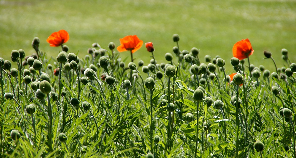 Die Zeit des Mohn 1