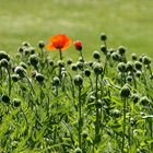 Die Zeit des Mohn 1